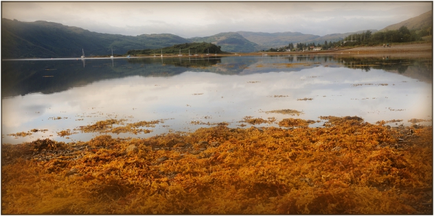  09 - Plocton - Red seaweed
